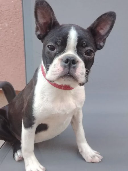 boston terrier cucciola femmina