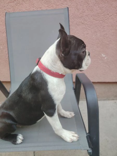 boston terrier cucciola femmina | Foto 1
