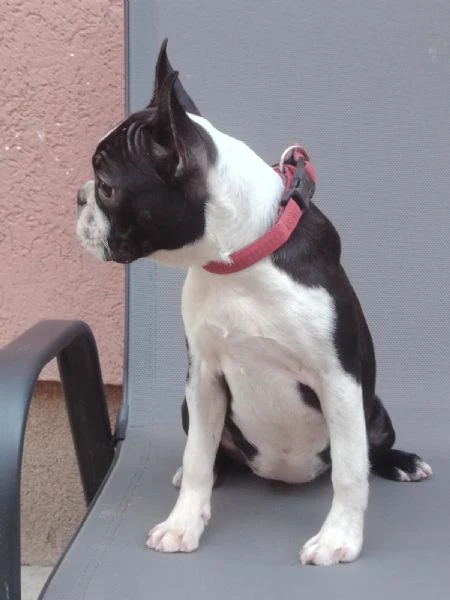 boston terrier cucciola femmina | Foto 0