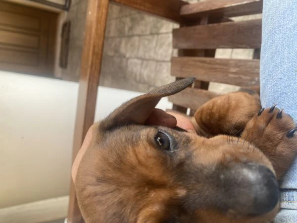 disponibili 4 cuccioli di bassotto (1 maschio e 3 femmine), 64 giorni di età, cresciuti in ambiente  | Foto 6