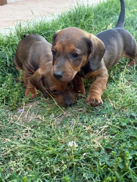 disponibili 4 cuccioli di bassotto (1 maschio e 3 femmine), 64 giorni di età, cresciuti in ambiente  | Foto 5