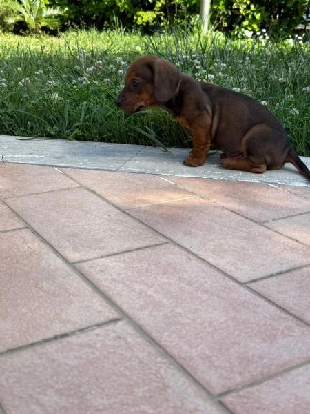 disponibili 4 cuccioli di bassotto (1 maschio e 3 femmine), 64 giorni di età, cresciuti in ambiente  | Foto 4
