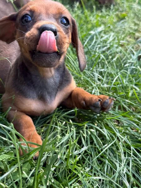 disponibili 4 cuccioli di bassotto (1 maschio e 3 femmine), 64 giorni di età, cresciuti in ambiente  | Foto 3