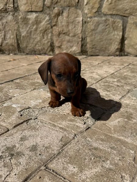 disponibili 4 cuccioli di bassotto (1 maschio e 3 femmine), 64 giorni di età, cresciuti in ambiente  | Foto 2