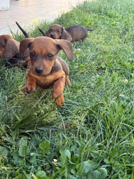 disponibili 4 cuccioli di bassotto (1 maschio e 3 femmine), 64 giorni di età, cresciuti in ambiente 