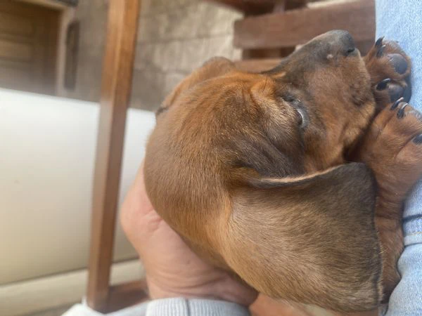 disponibili 4 cuccioli di bassotto (1 maschio e 3 femmine), 64 giorni di età, cresciuti in ambiente  | Foto 1