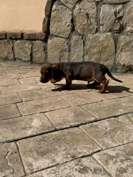 disponibili 4 cuccioli di bassotto (1 maschio e 3 femmine), 64 giorni di età, cresciuti in ambiente  | Foto 0