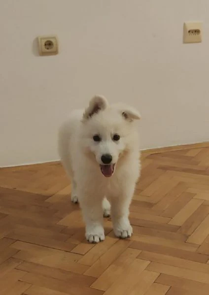 pastore svizzero bianco – cuccioli | Foto 5