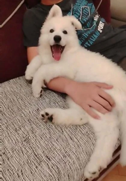 pastore svizzero bianco – cuccioli | Foto 3