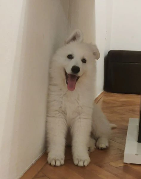 pastore svizzero bianco – cuccioli | Foto 2