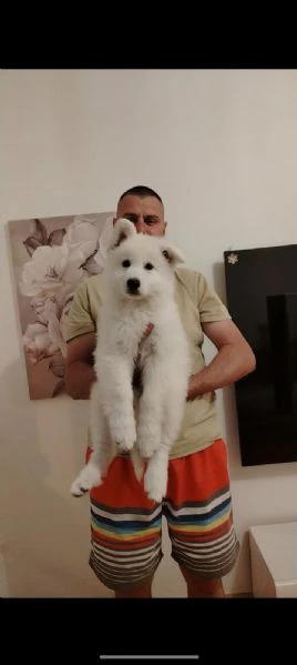 pastore svizzero bianco – cuccioli | Foto 1