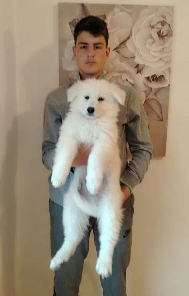 pastore svizzero bianco – cuccioli