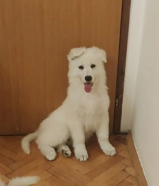 pastore svizzero bianco – cuccioli | Foto 0