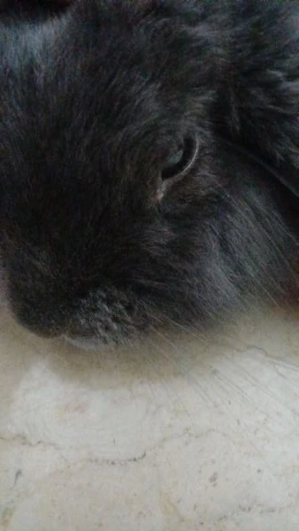 regalo coniglietta ariete nana | Foto 3