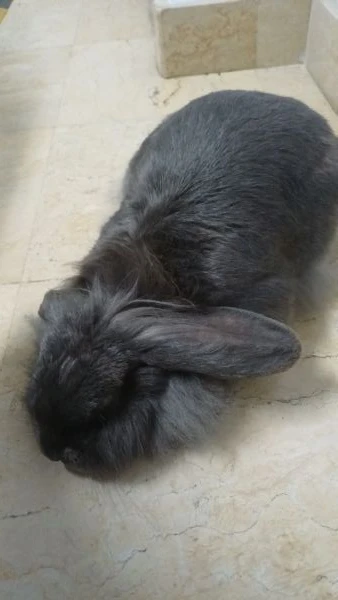 regalo coniglietta ariete nana | Foto 1