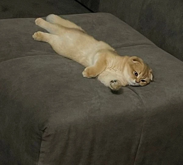 scottish fold | Foto 1
