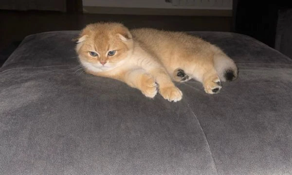 scottish fold