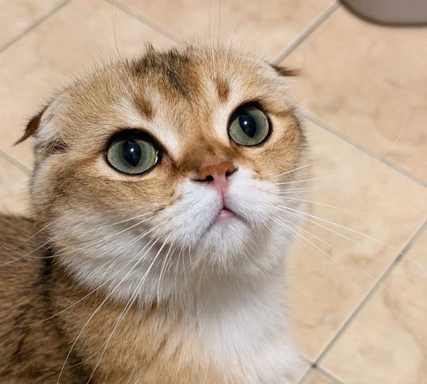 scottish fold | Foto 0