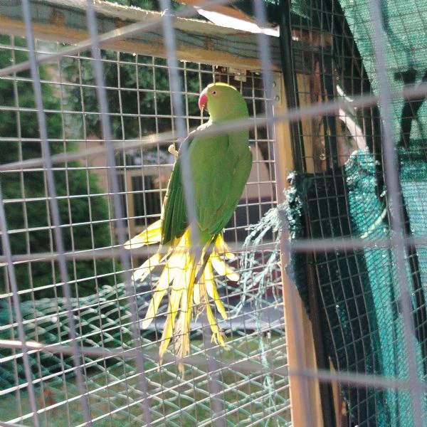 collari