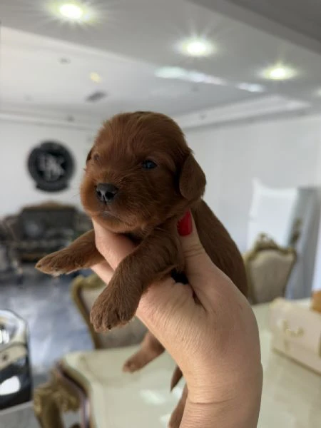 cockapoo cuccioli  | Foto 4