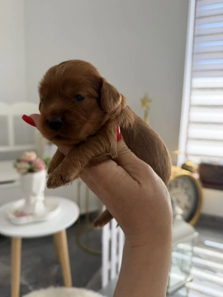 cockapoo cuccioli  | Foto 3
