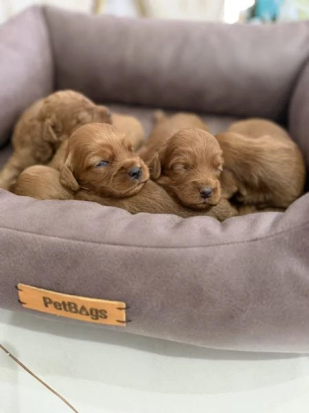 cockapoo cuccioli  | Foto 1