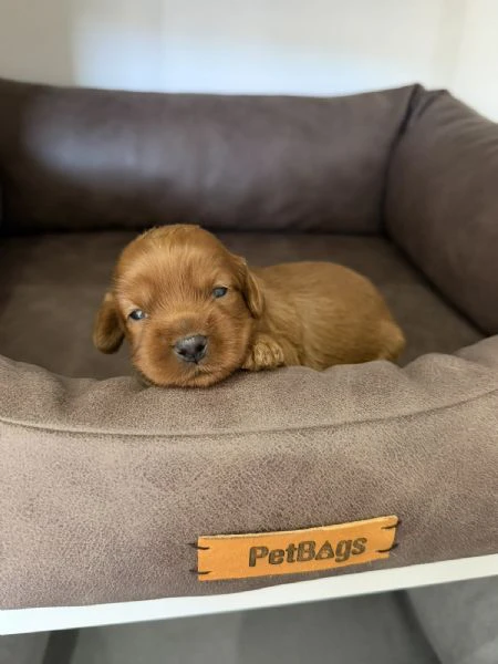 cockapoo cuccioli 