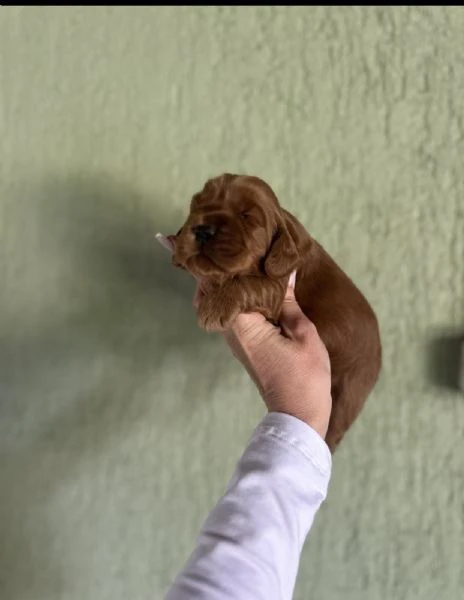 cockapoo cuccioli  | Foto 0