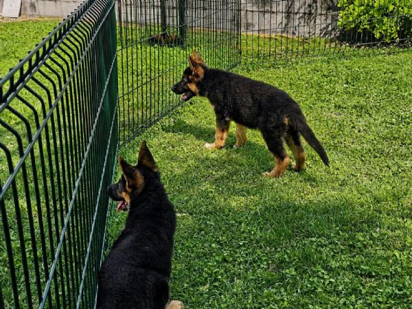 cuccioli pastore tedesco nero focato  | Foto 1