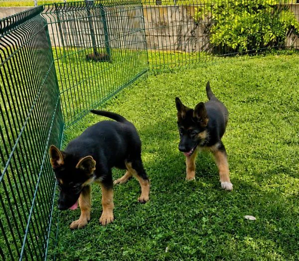 cuccioli pastore tedesco nero focato  | Foto 0