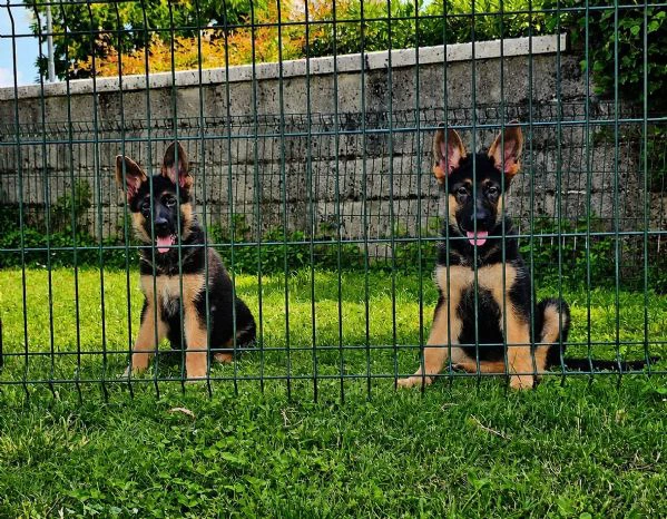 cuccioli pastore tedesco nero focato 