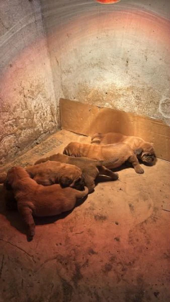 dogue de bordeaux cuccioli | Foto 3