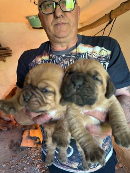 dogue de bordeaux cuccioli | Foto 2