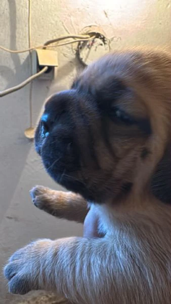 dogue de bordeaux cuccioli | Foto 1