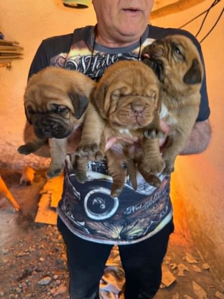dogue de bordeaux cuccioli | Foto 0