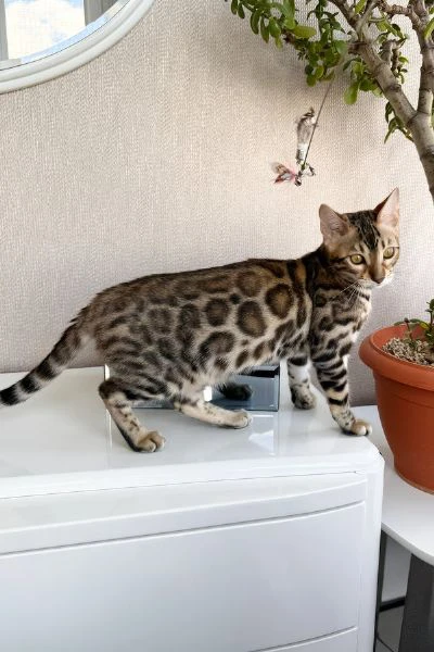 gattina bengal con motivo maculato nero