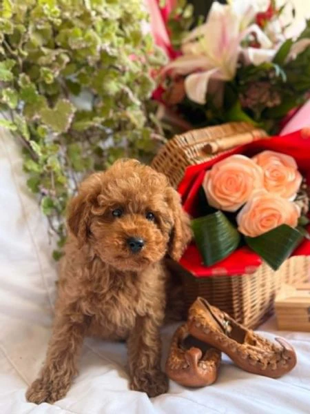 bellissimi cuccioli di barboncino toy e nano | Foto 6