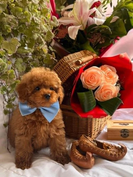 bellissimi cuccioli di barboncino toy e nano | Foto 5