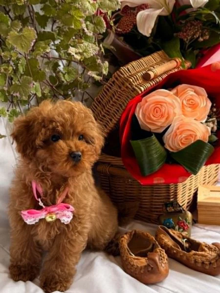 bellissimi cuccioli di barboncino toy e nano | Foto 4