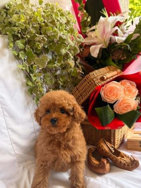 bellissimi cuccioli di barboncino toy e nano | Foto 3