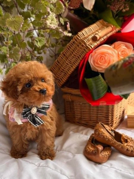 bellissimi cuccioli di barboncino toy e nano | Foto 2