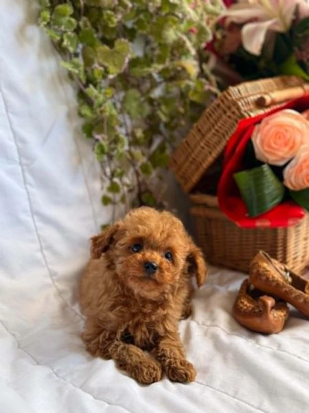 bellissimi cuccioli di barboncino toy e nano