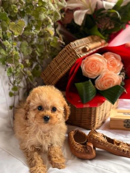 bellissimi cuccioli di barboncino toy e nano | Foto 1