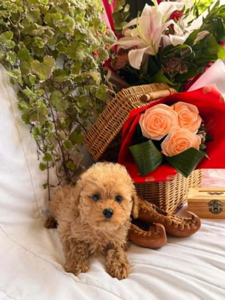 bellissimi cuccioli di barboncino toy e nano | Foto 0