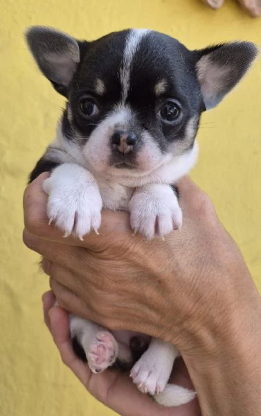 cucciola chihuahua con  pedegree enci iscrizione anagrafe canina microchip primo vaccino e sverminaz