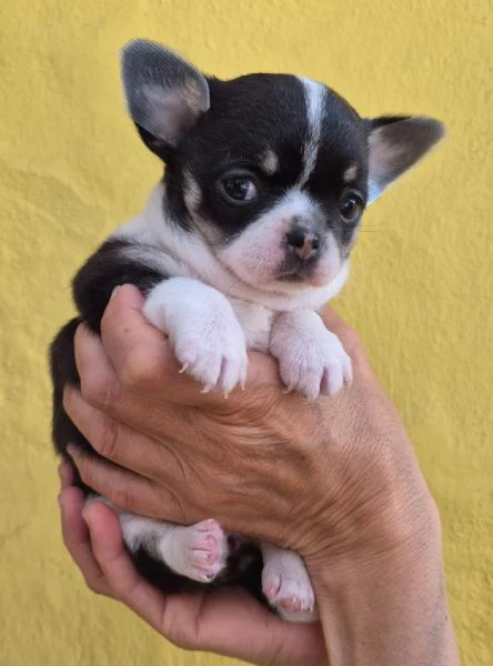 cucciola chihuahua con  pedegree enci iscrizione anagrafe canina microchip primo vaccino e sverminaz | Foto 1