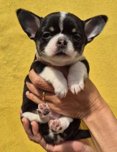 cucciola chihuahua con  pedegree enci iscrizione anagrafe canina microchip primo vaccino e sverminaz | Foto 0