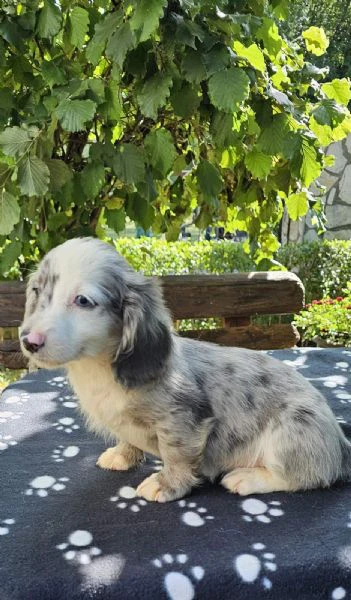 cuccioli di bassotto a pelo lungo in vendita | Foto 6