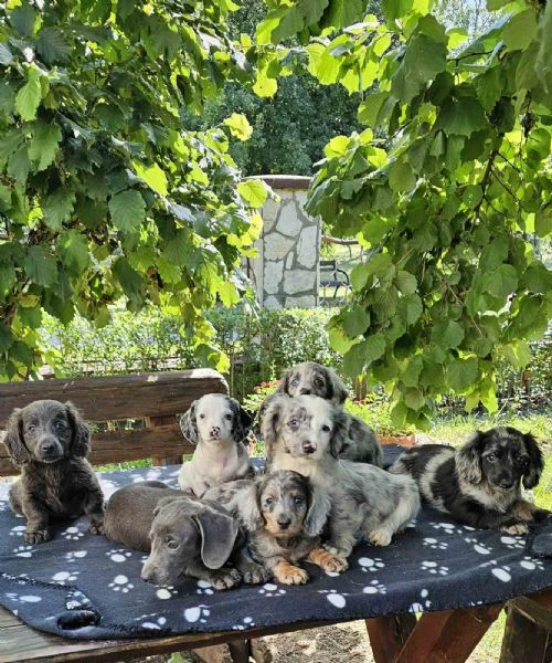cuccioli di bassotto a pelo lungo in vendita | Foto 5