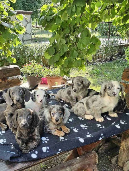 cuccioli di bassotto a pelo lungo in vendita | Foto 4